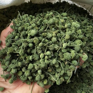 Nụ tam thất bao tử Nụ tam thất bao tử