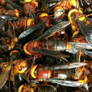 Ong Bắp Cày - Ong đất Ong Bắp Cày - Ong đất