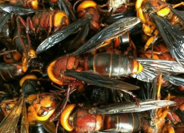 Ong Bắp Cày - Ong đất Ong Bắp Cày - Ong đất