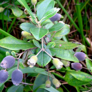 Quả sim tím bổ thận tráng dương, ngâm rượu cực ngon Quả sim tím bổ thận tráng dương, ngâm rượu cực ngon