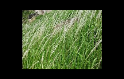 Rễ cây cỏ tranh vị thuốc quý làm mát gan Rễ cây cỏ tranh vị thuốc quý làm mát gan