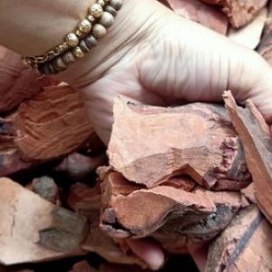 Rễ Mú Từn Rễ Mú Từn