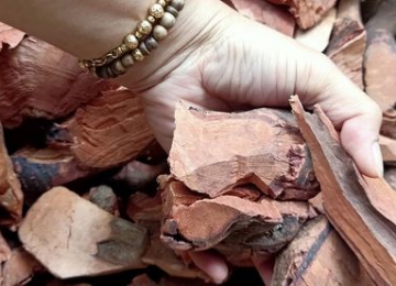 Rễ Mú Từn Rễ Mú Từn