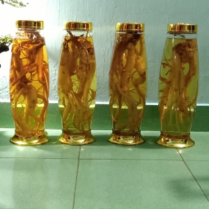 Rượu đảng sâm Tây Giang Rượu đảng sâm Tây Giang