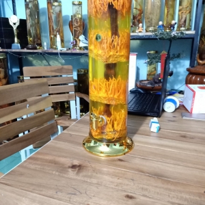 Rượu Đông Trùng Hạ Thảo Rượu Đông Trùng Hạ Thảo