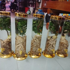 Rượu Đương Quy Rượu Đương Quy