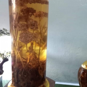 Rượu Hoa Tam Thất Rượu Hoa Tam Thất