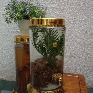 Rượu nấm phục linh thiên Rượu nấm phục linh thiên