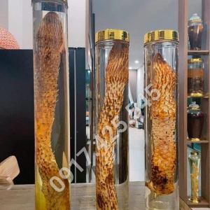 Rượu Nhục Thung Dung Rượu Nhục Thung Dung