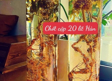 Rượu Sâm Rượu Sâm