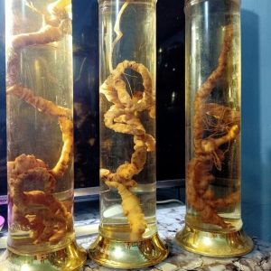 Rượu Tam Thất Hoang Rượu Tam Thất Hoang