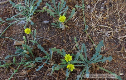 Sa sâm nam Sa sâm nam