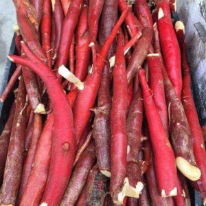 Sâm cau đỏ Sâm cau đỏ