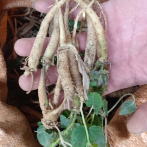 Sâm Giống (Sâm Dây Giống) Sâm Giống (Sâm Dây Giống)