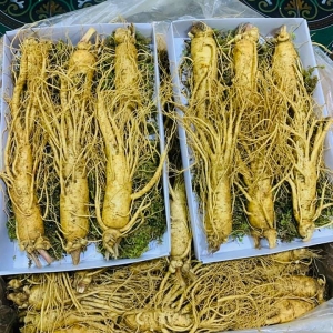 Sâm Hàn Quốc Sâm Hàn Quốc