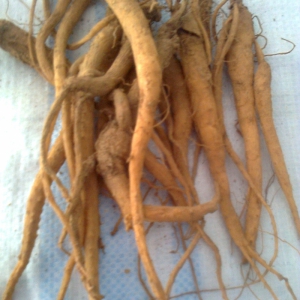 Đảng Sâm Tây Giang (Sâm khu 7 Quảng Nam) Đảng Sâm Tây Giang (Sâm khu 7 Quảng Nam)