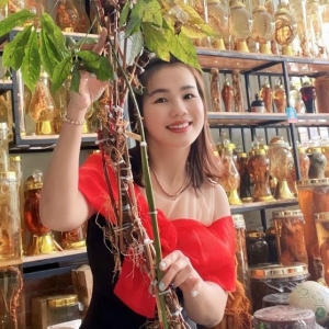 Sâm Ngọc Linh Sâm Ngọc Linh