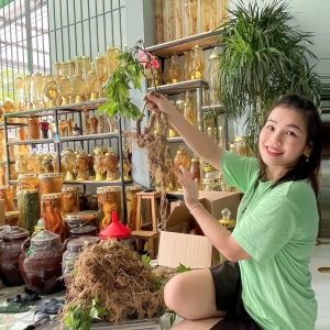 Sâm Ngọc Linh Sâm Ngọc Linh