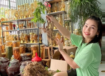 Sâm Ngọc Linh Sâm Ngọc Linh