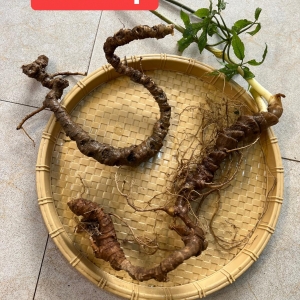 Sâm ngọc linh Sâm ngọc linh