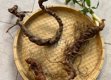 Sâm ngọc linh Sâm ngọc linh