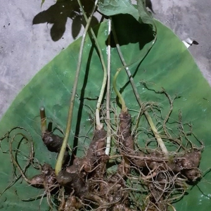 Sâm Ngọc Linh Quảng Nam Sâm Ngọc Linh Quảng Nam