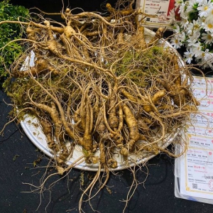 Sâm Núi Trường Bạch Sâm Núi Trường Bạch