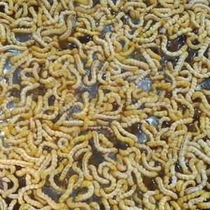 Sâu chít Tây Bắc Sâu chít Tây Bắc