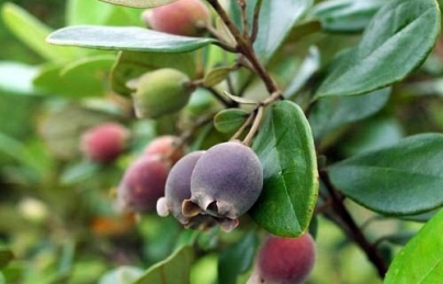 Sim rừng Sim rừng