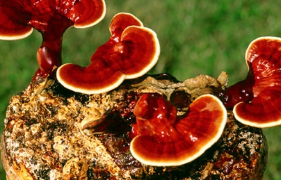 Sơ lược về nấm Lim Xanh Sơ lược về nấm Lim Xanh