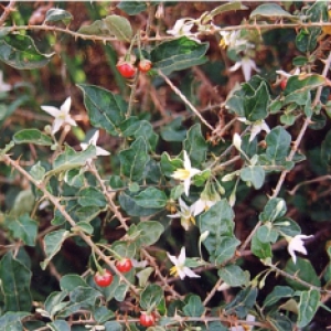 Cà gai leo khô Cà gai leo khô