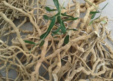 Xáo tam phân Xáo tam phân